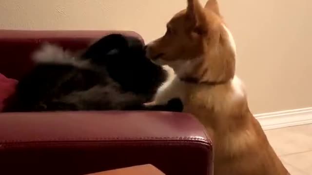 Corgi and Cat Scrap Over Chair