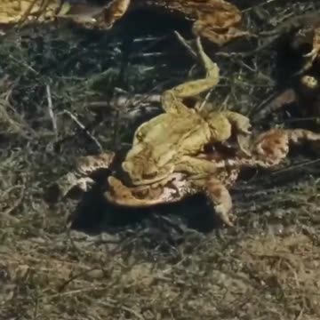 Facts about Asian blue quail part 2 #animals #animalfacts #shortvideo #pets #facts #subscribe