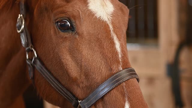 Beautiful horse