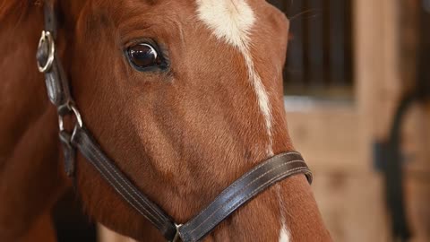 Beautiful horse