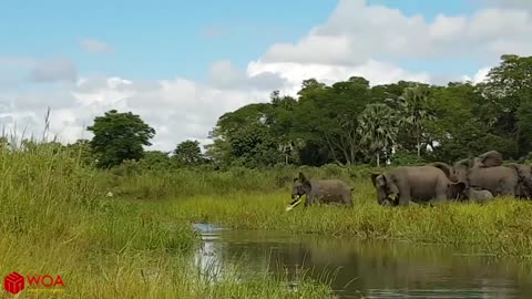 Amazing Elephant Save Baby Elephant from stomping