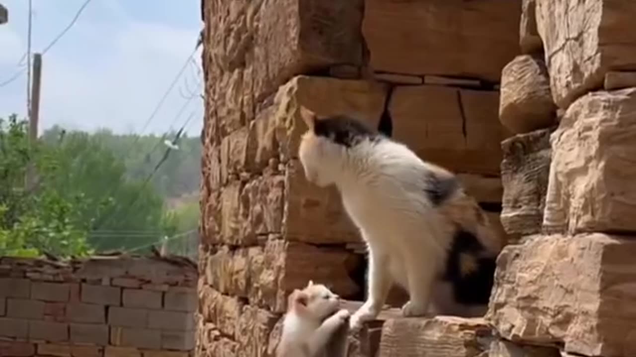 THIS DOG HAS BEEN MISSING FOR 2 WEEKS & THIS IS THE CAT’S REACTION WHEN HE WAS FINALLY FOUND~PLUS MORE HAPPY ENDINGS