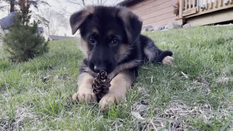 Cute, Irresistible, 8 week old German Shepherd puppy Kefa chews an Acorn