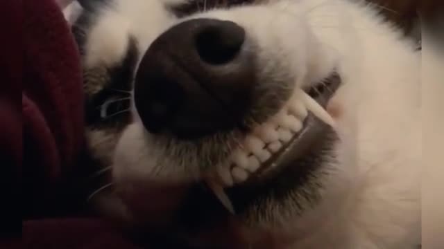 A dog with sharp teeth.