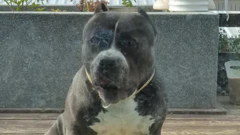 American Bully Who Is Pretty Laughing
