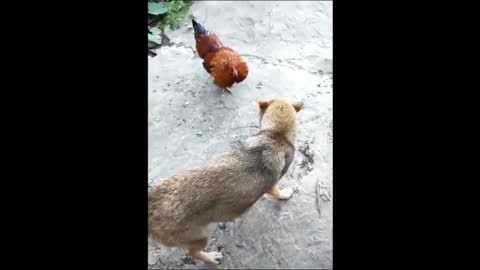 The best video, confrontation between dogs and chickens.