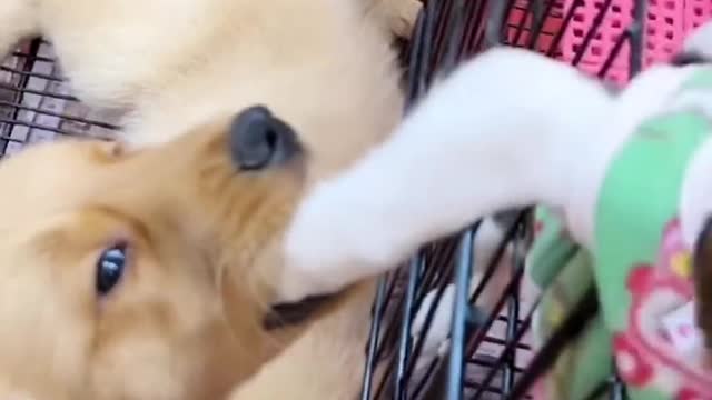 give you a dog