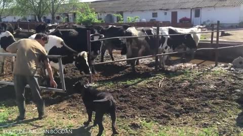 15 Dogs You Should Fear the Most