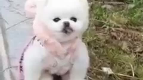 Very nice dogs 🐕 funny 😄 videos