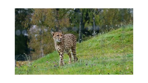 cheetah walking