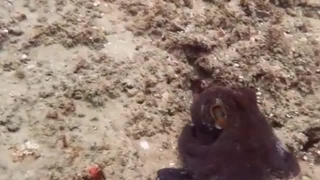 Octopus 🐙