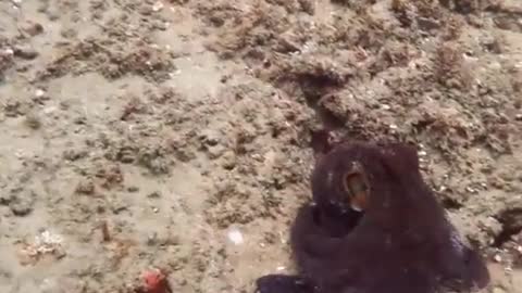 Octopus 🐙