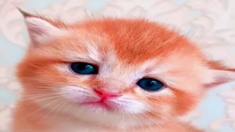 Will Melt Your Heart❤️😸Super Cute