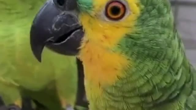 funny parrots