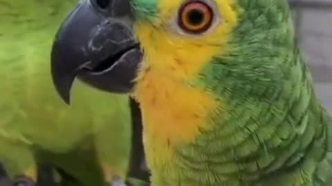 funny parrots