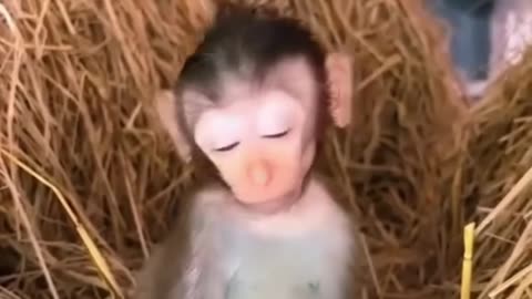 Baby Monkey