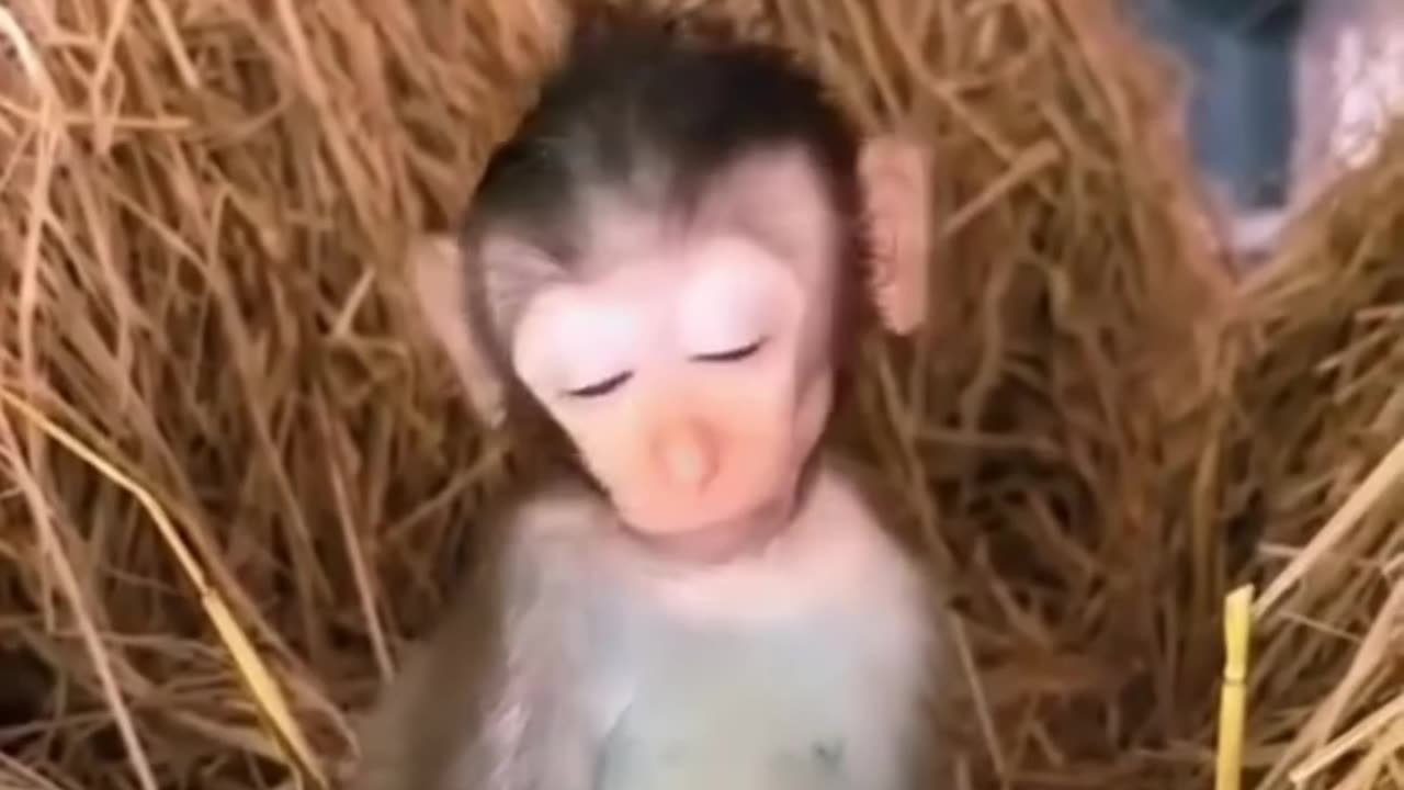 Baby Monkey