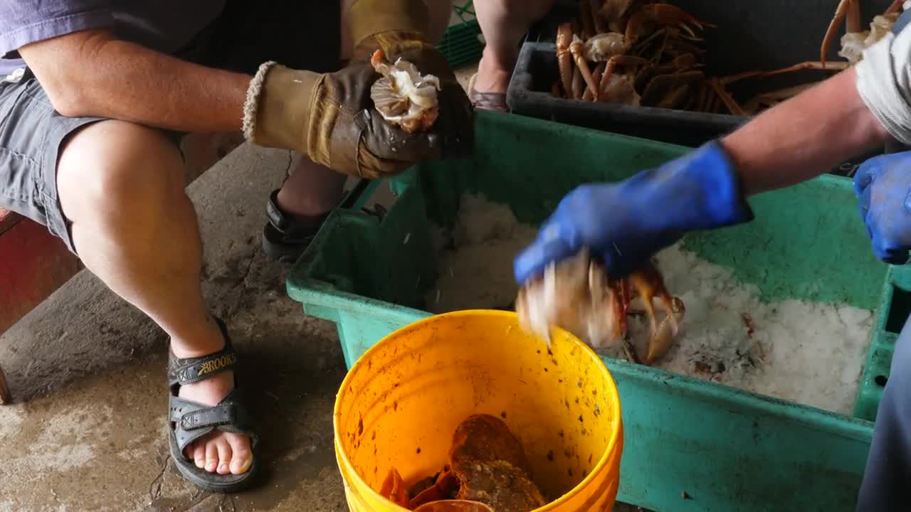 Hands Prepare Freshly Caught Crab On Ice For Their Dinner