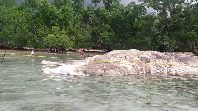 Enormous Sea Creature Washes up on Indonesian Shore