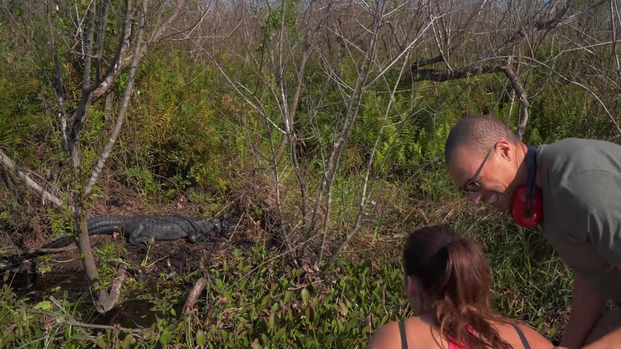 Couple Pointing Out Alligator, Everglades Tour,