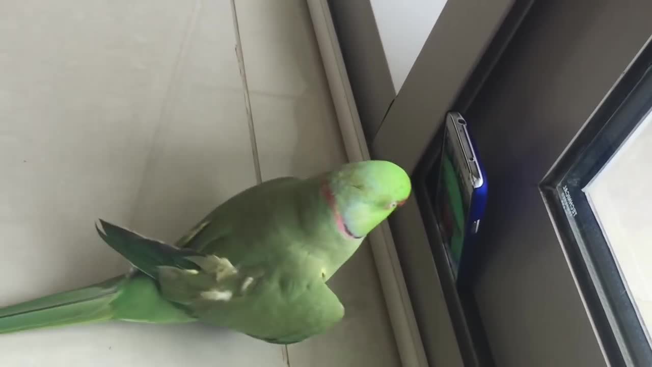 Malayalam Speaking Parrot Sonu