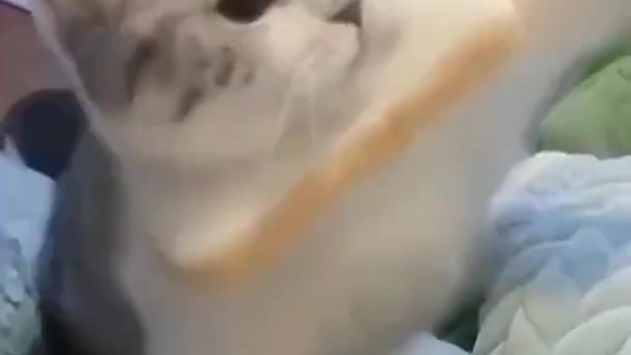 Adorable Bread Cat!