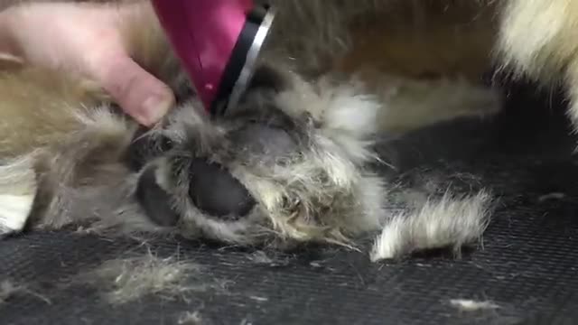 The most GIGANTIC dog I've ever done | This groom took forever!