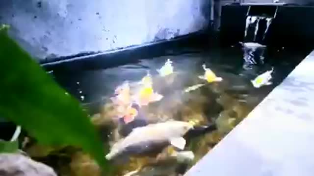 Koi fish pond (25)