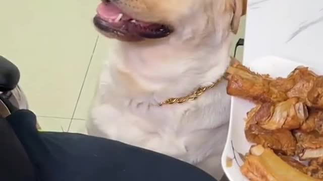 Cute Dog Reaction