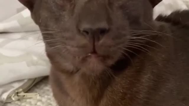 Funny cat video(Cat talks)