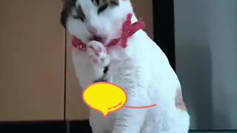 cat washing himself