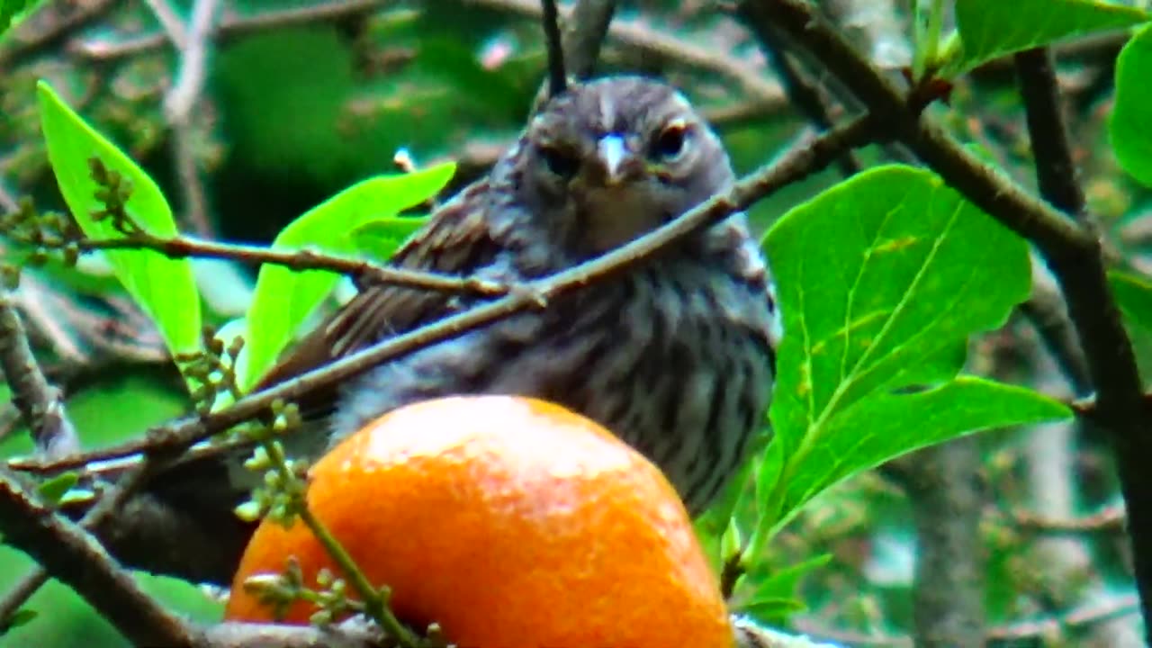 Purple Finch