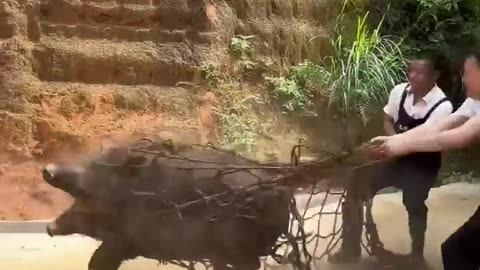 Pig 🐖🐖🤣🤣 in net