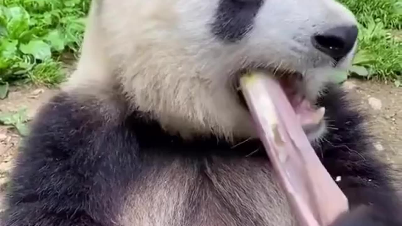 Eating Panda