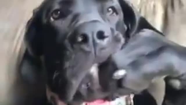 Hilarious doggy sits in a very distinguished manner