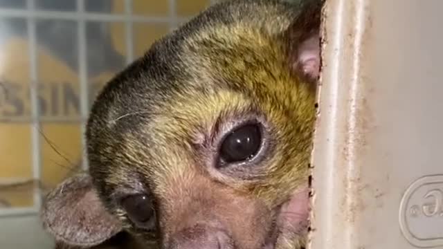 Comfy Kinkajou Is Very Vocal about the Cold