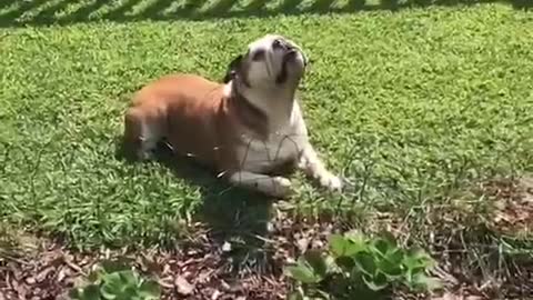 Dog can't catch strawberries