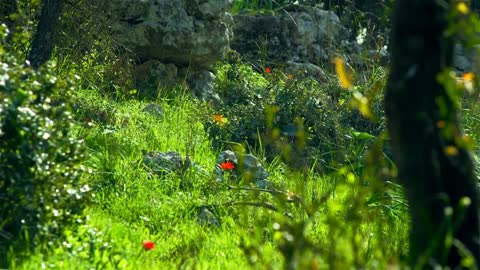 The beautiful sea of flowers brings you good mood