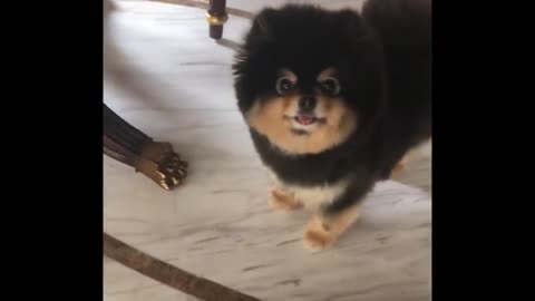 Funniest Animals - Best Of The 2021 Funny Animal Videos #22