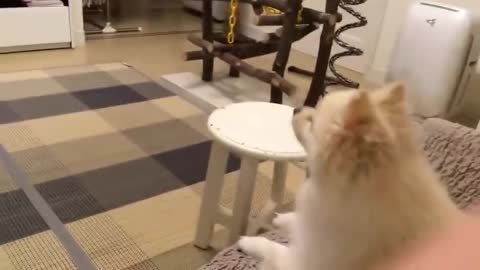 TOP 10 dog barking videos compilation 2016 Dog barking sound Funny dogs