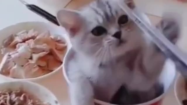 Cute kitten pet