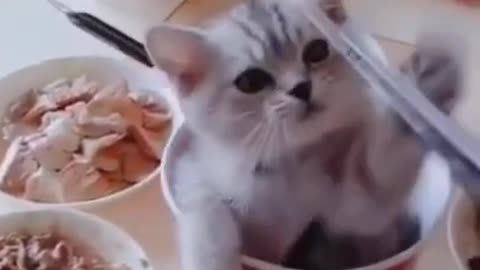 Cute kitten pet