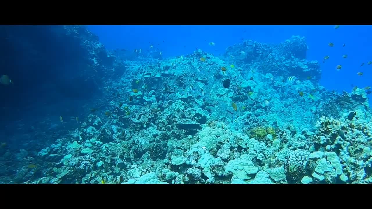 Milolii village scuba dive Hawaii!