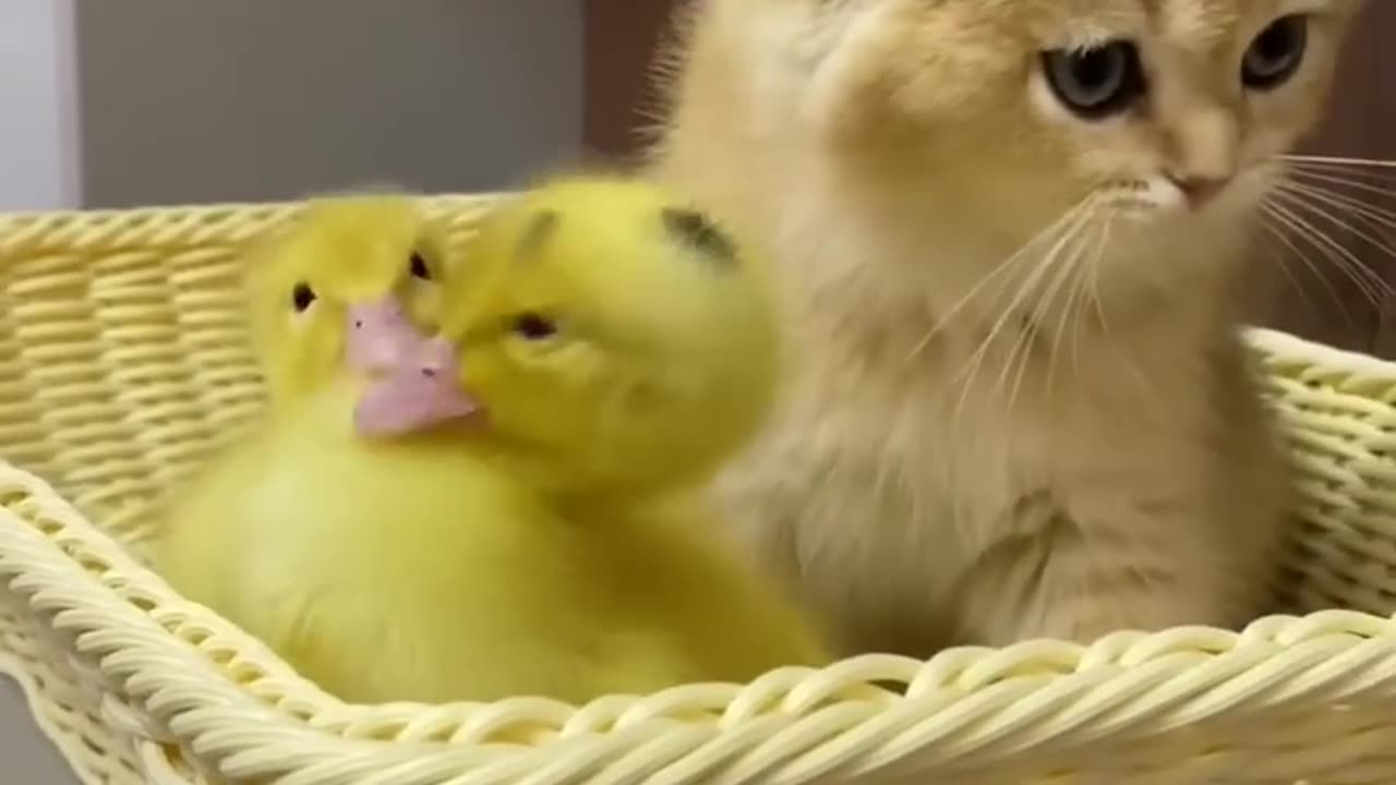 Cute cat 🐱 with ducklings 😎🥰