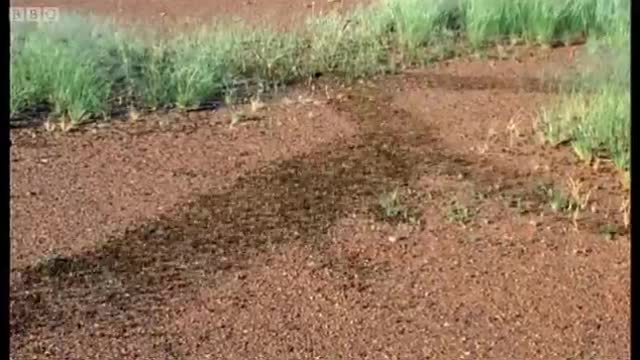 Plague of Locusts Timelapse | Wild Africa | BBC Earth