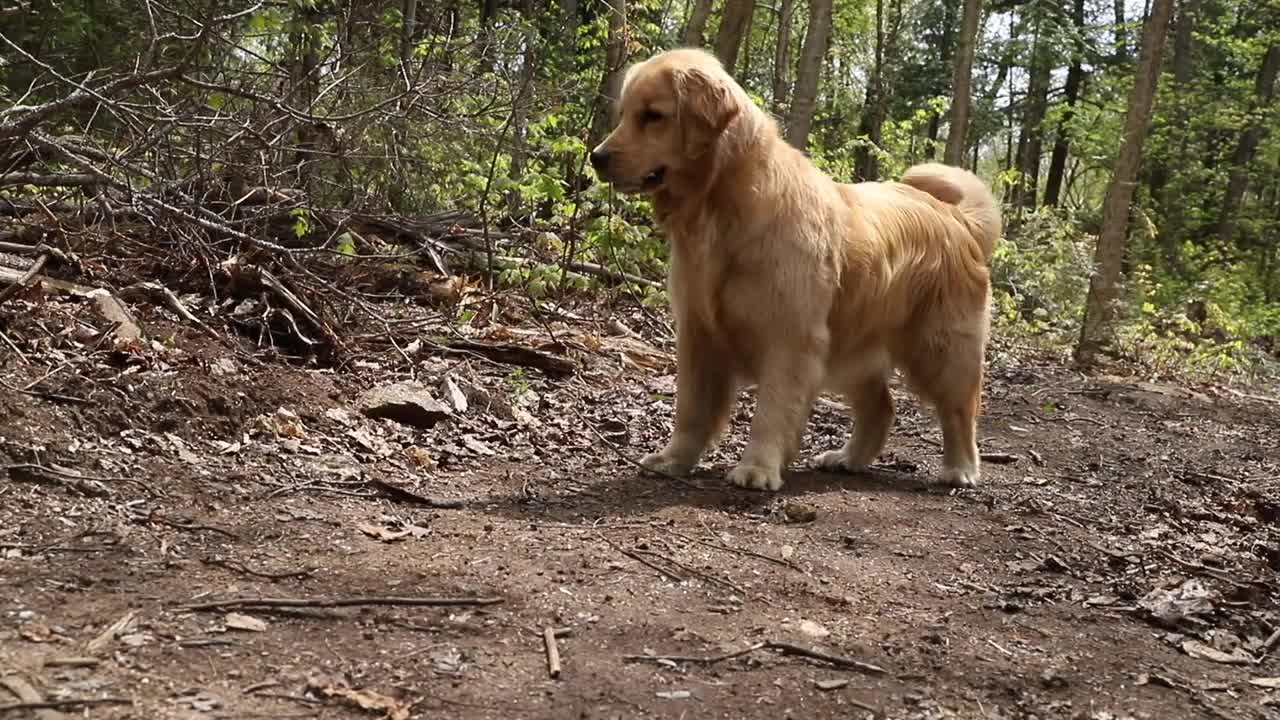 Golden Retriever vs Snake - Snake Strike, Funny Video