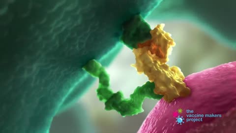 #Mrna Vaccine #how its work..