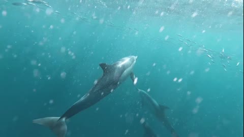 Shark in Under Sea Water I Fish Life Under Water #underwaterlife #fish #shark #ocean #underwater