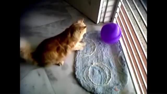 Cat Reaction to Playing Balloon - Funny Cat Balloon Reaction Compilation 2022