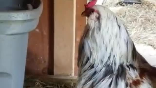 Amanda Grace...Ark of Grace Sanctuary Tales: WELCOME NEWBIES!